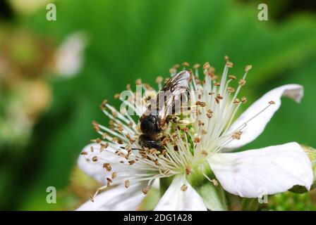 Biene auf Brombeerblüte Stockfoto