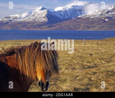 Original Isländisches Pony Stockfoto