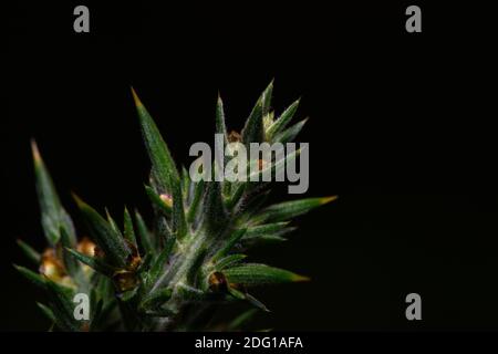 Nahaufnahme von Gorse Bush Ast Stockfoto