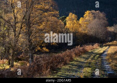 Die Herbstsonne bricht über die Hügel auf Bäume und eine schlammige Spur durch. Glen Cannich, Highland, Schottland Stockfoto