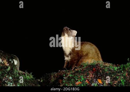 Pine Marten springt weiter zur Kamera Stockfoto