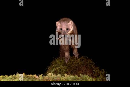 Pine Marten springt weiter zur Kamera Stockfoto