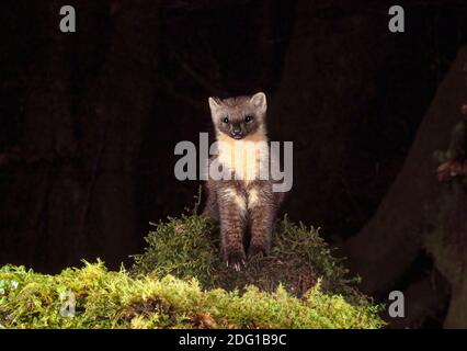 Pine Marten springt weiter zur Kamera Stockfoto