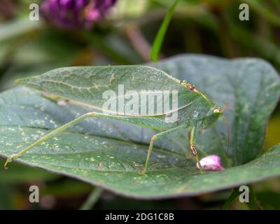 Makrofotografie einer grünen Catydid, die auf einem grünen großen Blatt steht. Gefangen in einem Garten in der Nähe der Kolonialstadt Villa de Leyva, im Zentrum von Andea Stockfoto
