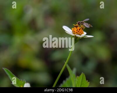 Makrofotografie einer Schwebefliege auf einer weißen Wildblume. Aufgenommen auf einem Feld in der Nähe der Stadt Gachantiva im zentralen Andengebirge Kolumbiens. Stockfoto