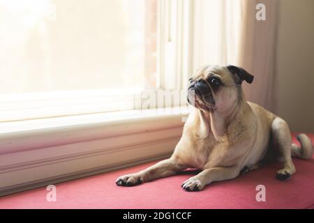 Guten Morgen Sonnenschein Stockfoto