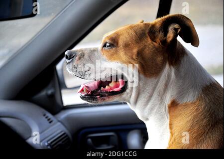 Happy American Staffordshire Terrier Senior Hund, Porträt in einem Auto. Stockfoto