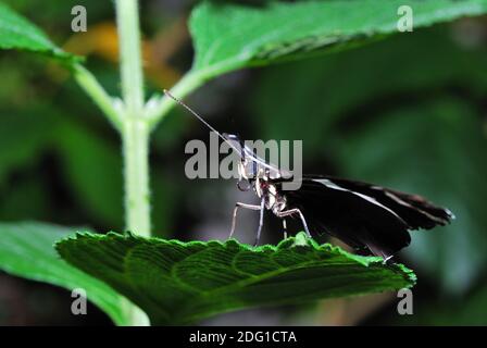 Schöner großer schwarzer Schmetterling, der im Regenwald auf dem Blatt sitzt Stockfoto