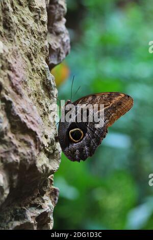 Schöne große braune Schmetterling auf einem Felsen in der sitzen Regenwald Stockfoto