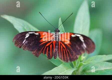 Schöne bunte große rote schwarze Schmetterling auf Blatt in der Regenwald Stockfoto