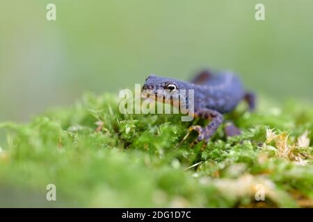 Bergmolch, Ichthyosaura alpestris, Alpenmolch Stockfoto