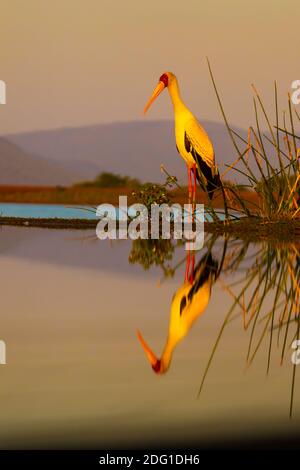 Ein einziger gelber Storch Mycteria Ibis steht voll Höhe auf einem grasbewachsenen Ufer und spiegelt sich in der Still Wasser einer angrenzenden Lagune Stockfoto