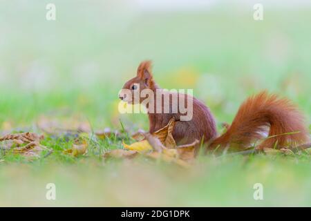 Eurasisches Eichhörnchen, Sciurus vulgaris, Eurasisches Rothörnchen Stockfoto