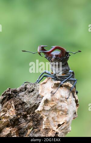 Maennlicher Hirschkaefer, Lucanus cervus, männlicher Hirschkäfer Stockfoto