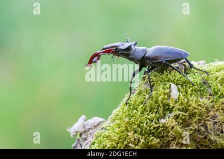 Maennlicher Hirschkaefer, Lucanus cervus, männlicher Hirschkäfer Stockfoto