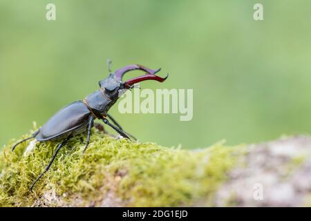 Maennlicher Hirschkaefer, Lucanus cervus, männlicher Hirschkäfer Stockfoto