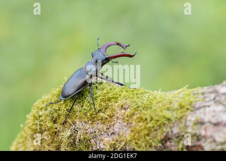 Maennlicher Hirschkaefer, Lucanus cervus, männlicher Hirschkäfer Stockfoto