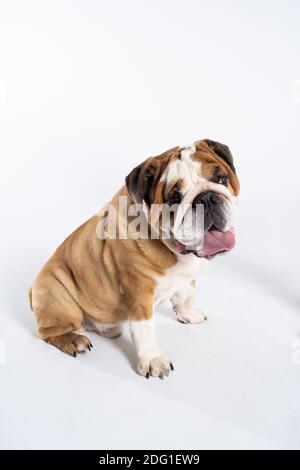 Der Hund sitzt und keucht mit ausgestreckter Zunge. Der englische Bulldog wurde als Begleiter und abschreckender Hund gezüchtet. Eine Rasse mit einem braunen Mantel mit weißen Flecken. Stockfoto
