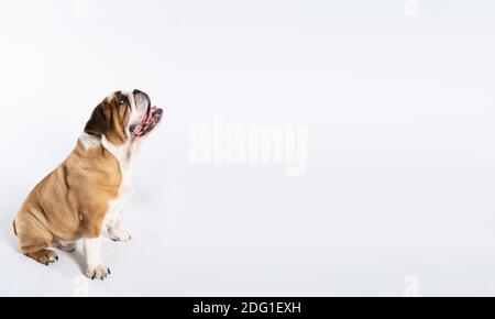 Der Hund sitzt und keucht mit ausgestreckter Zunge. Der englische Bulldog wurde als Begleiter und abschreckender Hund gezüchtet. Eine Rasse mit einem braunen Mantel mit weißen Flecken. Panoramabild. Stockfoto