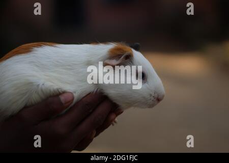 Niedliche Meerschweinchen in schönen Weichheit Hintergrund kleine Haustier Meerschweinchen Schwein Nahaufnahme Gesicht Foto Meerschweinchen Tapete Stockfoto