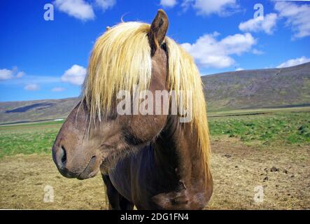 Original Isländisches Pony Stockfoto