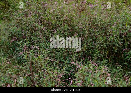 Blume des Damendaumens oder Persicaria maculosa Pflanze, Buchweizen Familie Stockfoto