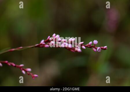 Blume des Damendaumens oder Persicaria maculosa Pflanze, Buchweizen Familie Stockfoto