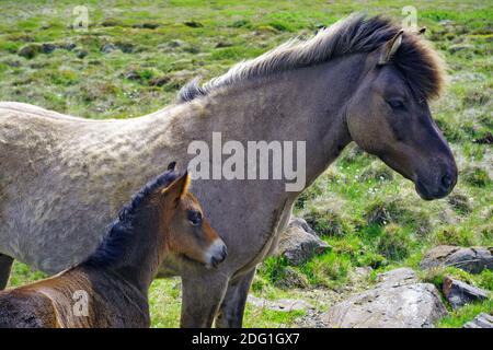 Original Isländisches Pony Stockfoto