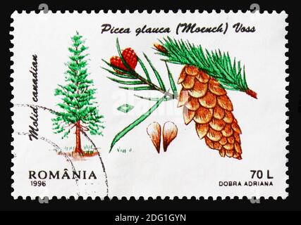 MOSKAU, RUSSLAND - 18. AUGUST 2018: Eine in Rumänien gedruckte Briefmarke zeigt weiße Fichte (Picea glauca), Nadelholz-Serie, um 1996 Stockfoto