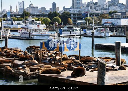 Die Kolonie der Seelöwen (Zalophus californianus) am Pier 39. Die Boote sind angedockt und die Skyline von San Francisco, Kalifornien, ist im Hintergrund. Stockfoto