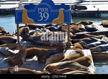 Die Kolonie der Seelöwen (Zalophus californianus) am Pier 39 in San Fransisco auf ihren speziell gebauten schwimmenden Docks mit einem blau-gelben Schild. Stockfoto