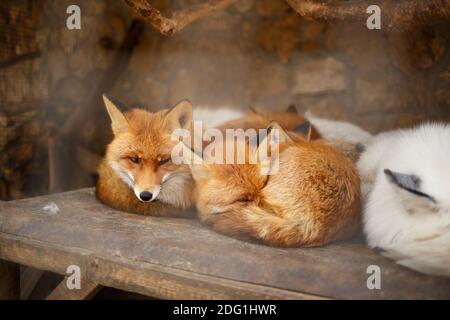 Süße flauschige Füchse in einem Käfig im Zoo. Stockfoto