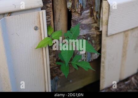Gifteifeu wächst auf dem Bau von Toxicodendron Radicans Stockfoto