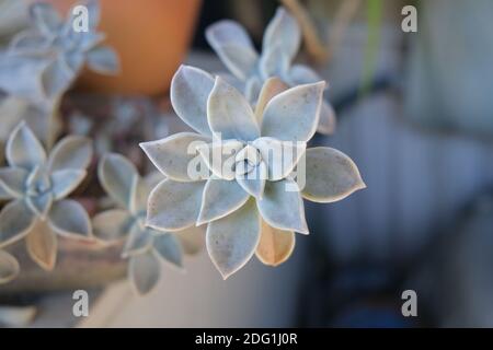 Ghostplant Succulent wächst auf Terrasse große Beleuchtung Stockfoto