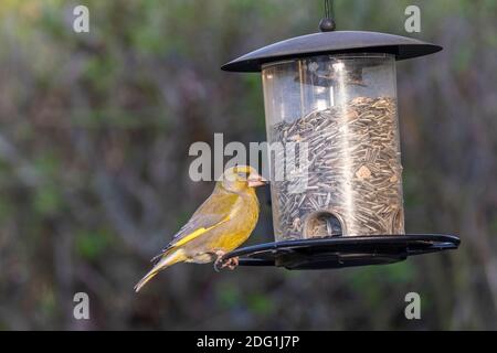 Grünfink (Carduelis chloris) am Futtersilo Stockfoto