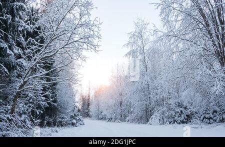 Fosty Winterlandschaft im verschneiten Wald, Winter Hintergrund