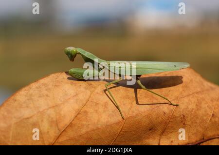 Tödliche grüne Mantis auf Blatt bereit, auf Beute zu jagen Wilde grüne Mantis auf Blatt in Jungle Insektenfotografie hd Stockfoto