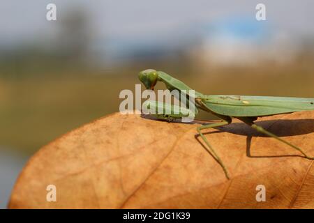 Tödliche grüne Mantis auf Blatt bereit, auf Beute zu jagen Wilde grüne Mantis auf Blatt in Jungle Insektenfotografie hd Stockfoto