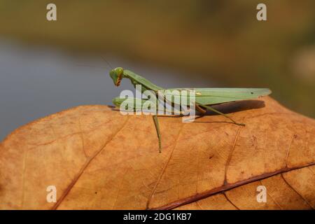 Tödliche grüne Mantis auf Blatt bereit, auf Beute zu jagen Wilde grüne Mantis auf Blatt in Jungle Insektenfotografie hd Stockfoto