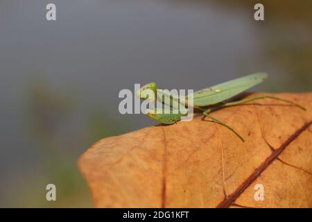 Tödliche grüne Mantis auf Blatt bereit, auf Beute zu jagen Wilde grüne Mantis auf Blatt in Jungle Insektenfotografie hd Stockfoto