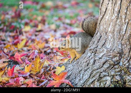 Ein Eichhörnchen, das auf einem Baumstamm mit Herbstblättern thront. Balboa Park. San Diego, CA, USA. Stockfoto