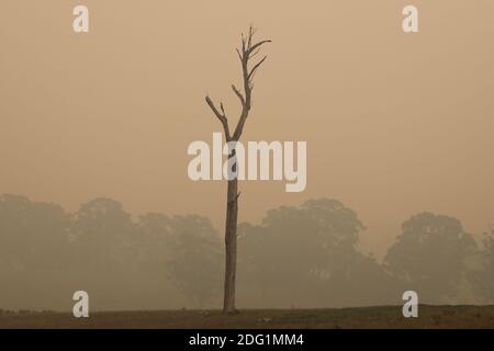 Buschfeuerrauch über der Landschaft von East Gippsland, Victoria, Australien Stockfoto