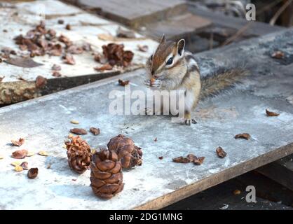 Chipmunk frisst Zedernsamen Stockfoto