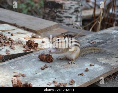 Chipmunk frisst Zedernsamen Stockfoto