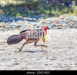 Australischer Reisigel (Alectura lathami), auch Bush Turkey oder Scrub Turkey genannt, läuft am Strand von Byron Bay, New South Wales, Australien entlang. Stockfoto