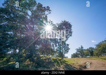 Santa Ysabel Open Space Preserve West. Ramona, CA, USA. Fotografiert im Monat November. Stockfoto