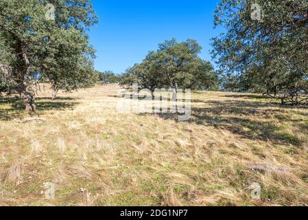 Santa Ysabel Open Space Preserve West. Ramona, CA, USA. Fotografiert im Monat November. Stockfoto