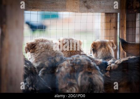 Junge gerettete Hunde im Tierheim im Käfig warten auf Ihre neuen Häuser Stockfoto