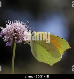 Gonepteryx Cleopatra Cleopatra auf Witwenblume Blüte Stockfoto