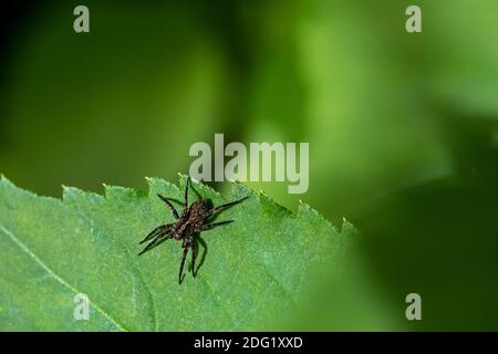 Kleine Spinne mit einer schwärzlich braunen Farbe Stockfoto